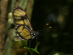 Callithomia lenea methonella