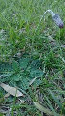 Chaptalia arechavaletae