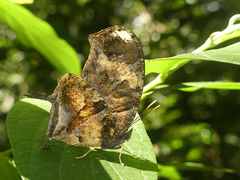 Consul fabius drurii