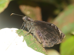 Cycloglypha thrasibulus thrasibulus