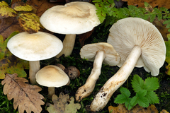 Tricholoma album