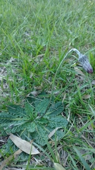 Chaptalia arechavaletae