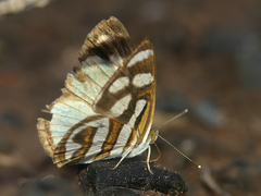 Dynamine aerata