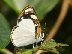 Dynamine coenus coenus