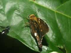 Epargyreus exadeus
