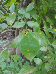 Caryomyia flaticrustum