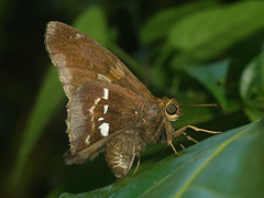 Epargyreus exadeus