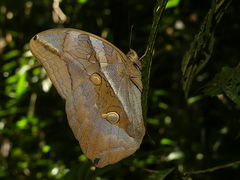 Eryphanis