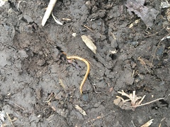 Schendyla nemorensis