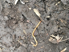 Schendyla nemorensis