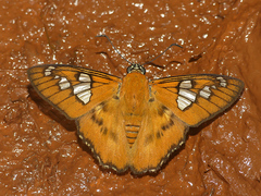 Myscelus epimachia
