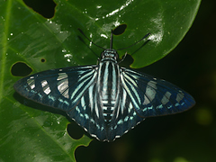 Phocides pigmalion hewitsonius