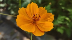 Cosmos sulphureus