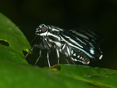 Phocides pigmalion hewitsonius
