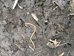 Schendyla nemorensis