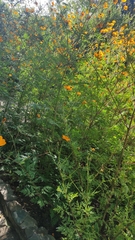 Cosmos sulphureus