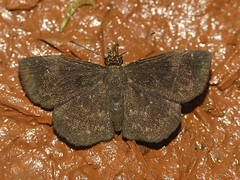 Staphylus melaina