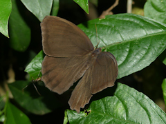 Taygetis thamyra