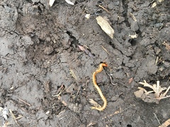 Schendyla nemorensis