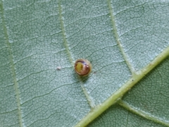 Caryomyia flaticrustum