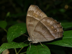 Taygetis thamyra