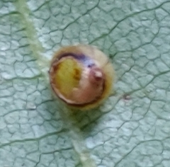 Caryomyia flaticrustum