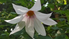 Dahlia campanulata