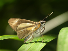 Vettius phyllus