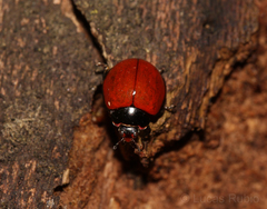 Neoharmonia erythroptera
