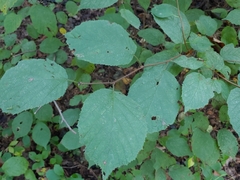 Phytoptus avellanae