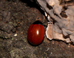 Neoharmonia erythroptera