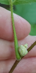 Phytoptus avellanae