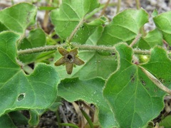 Matelea pubiflora
