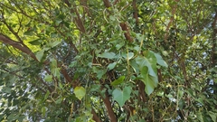 Philodendron hederaceum