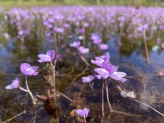 Utricularia purpurea image