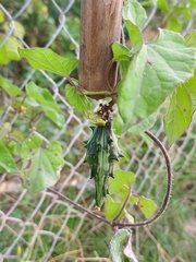Dictyanthus