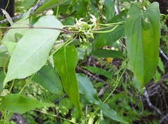 Leichhardtia longiloba