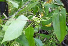 Leichhardtia longiloba