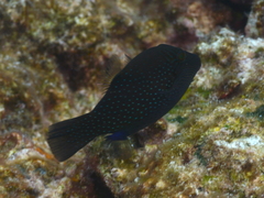 Canthigaster amboinensis