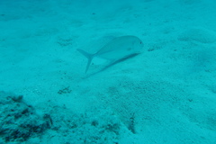 Caranx papuensis