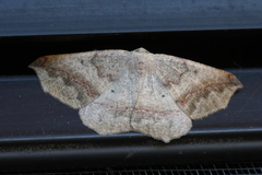 Prochoerodes forficaria