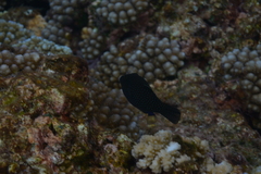 Canthigaster amboinensis