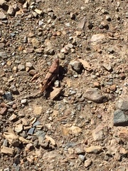 Sphingonotus lluciapomaresi