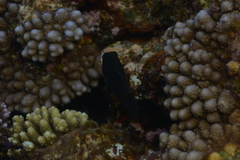 Canthigaster amboinensis