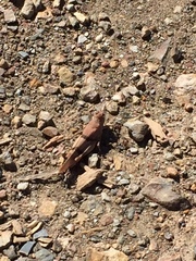 Sphingonotus lluciapomaresi