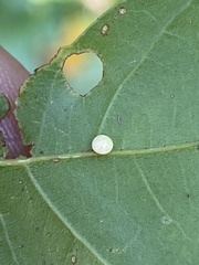 Zopheroteras sphaerula