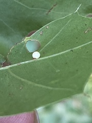 Zopheroteras sphaerula