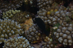 Canthigaster amboinensis