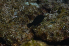Canthigaster amboinensis