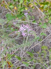 Liatris carrizana